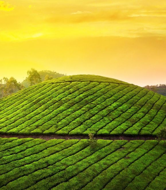 Kerala DMC Tour Agent Operator - Kerala Munnar Tea Estate