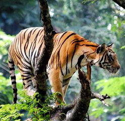 Tamilnadu Kerala DMC Tour Agent Operator - Thekkadi Forest Animal Tiger