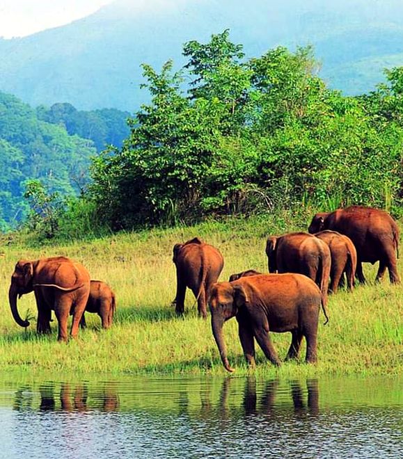 Kerala Tamilnadu DMC Tour Agent Operator - Thekkadi Forest Lake Elephants